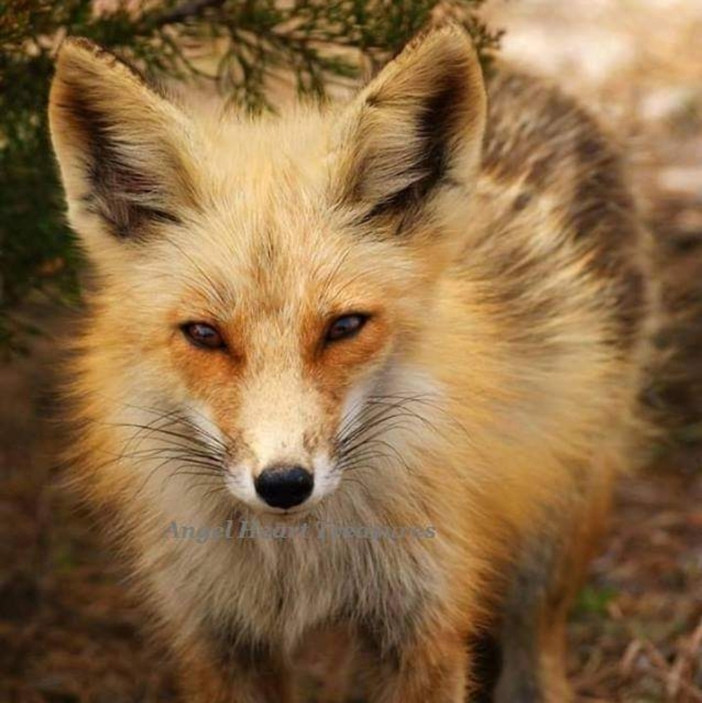 4x6 Original Nature Photography of Red Fox At Island Beach State Park Print